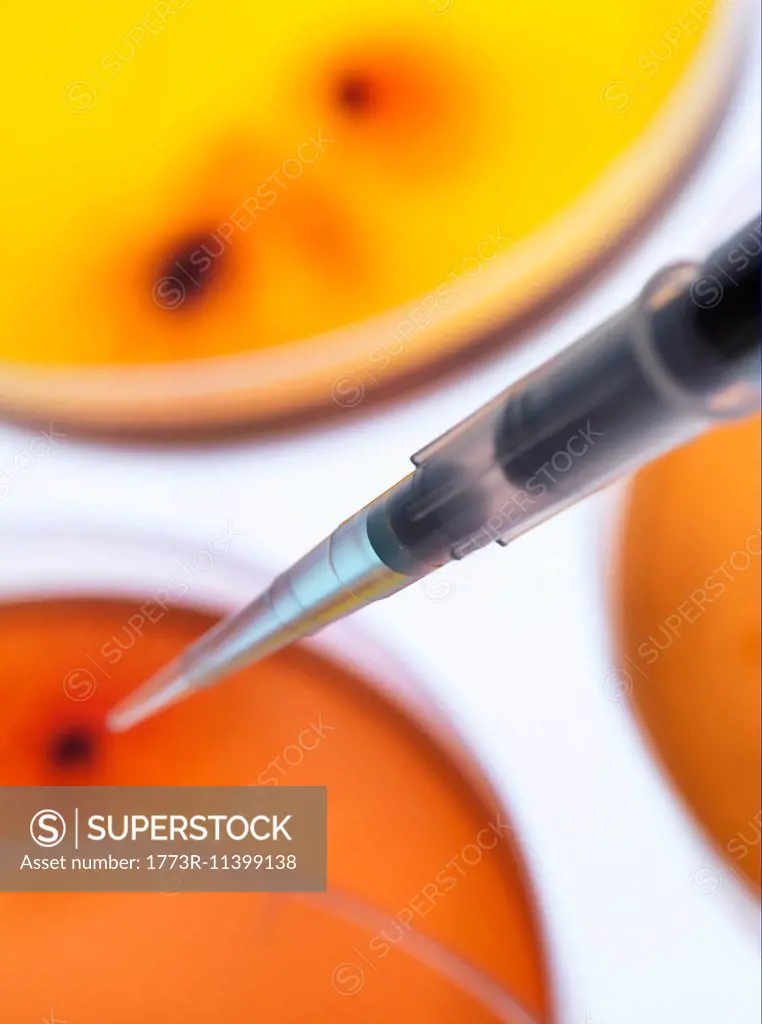 Scientist pipetting sample into a petri dish containing cultured bacteria in a microbiology lab