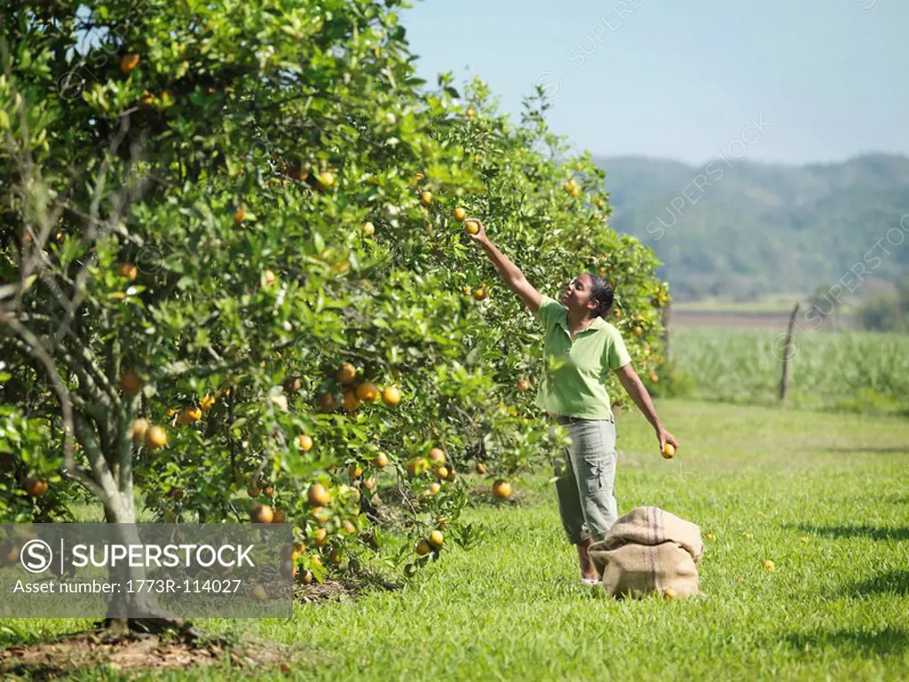 Female Worker Picking Oranges