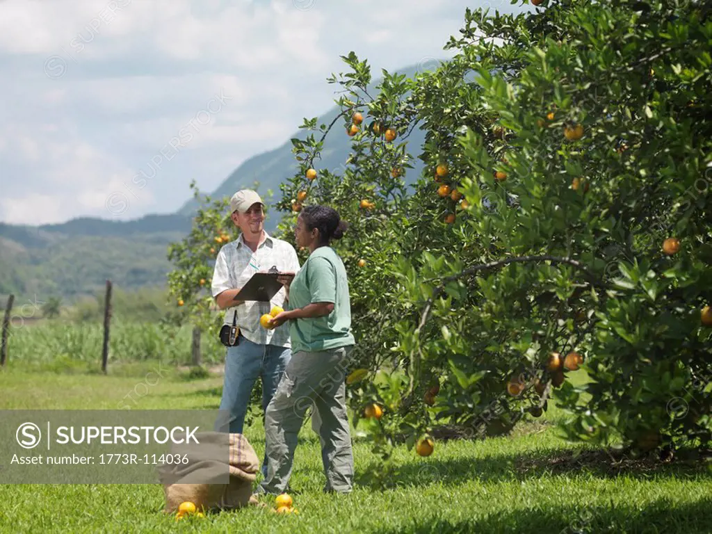 Workers With Clipboard In Orange Groves