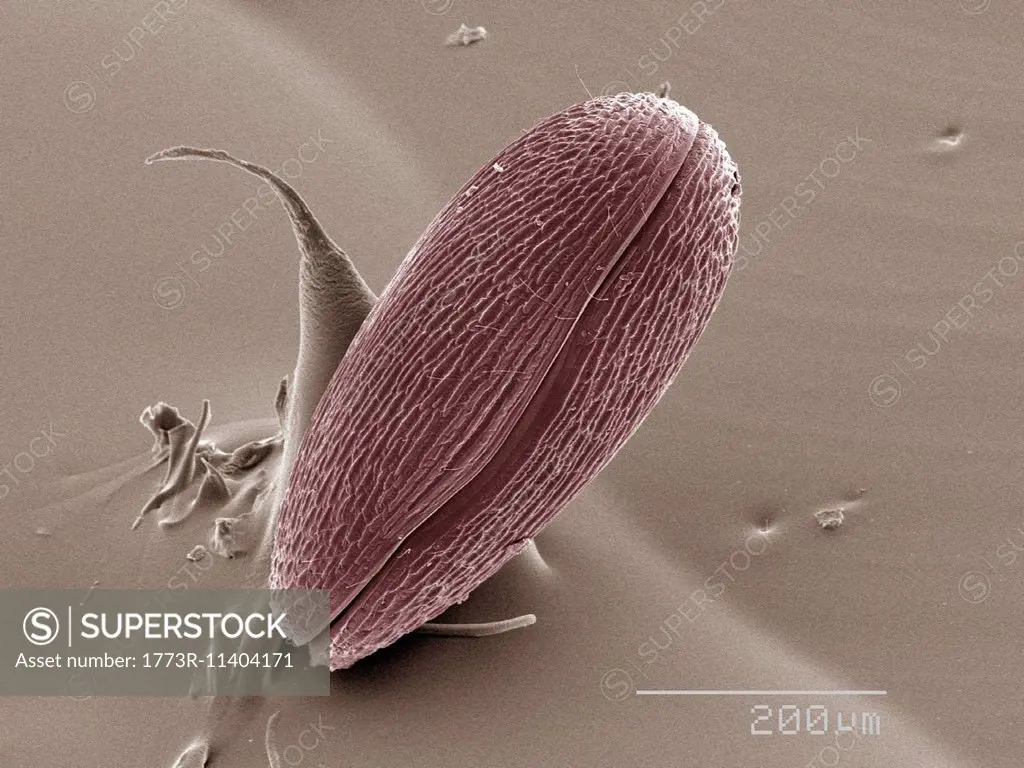 Coloured SEM of ostracod