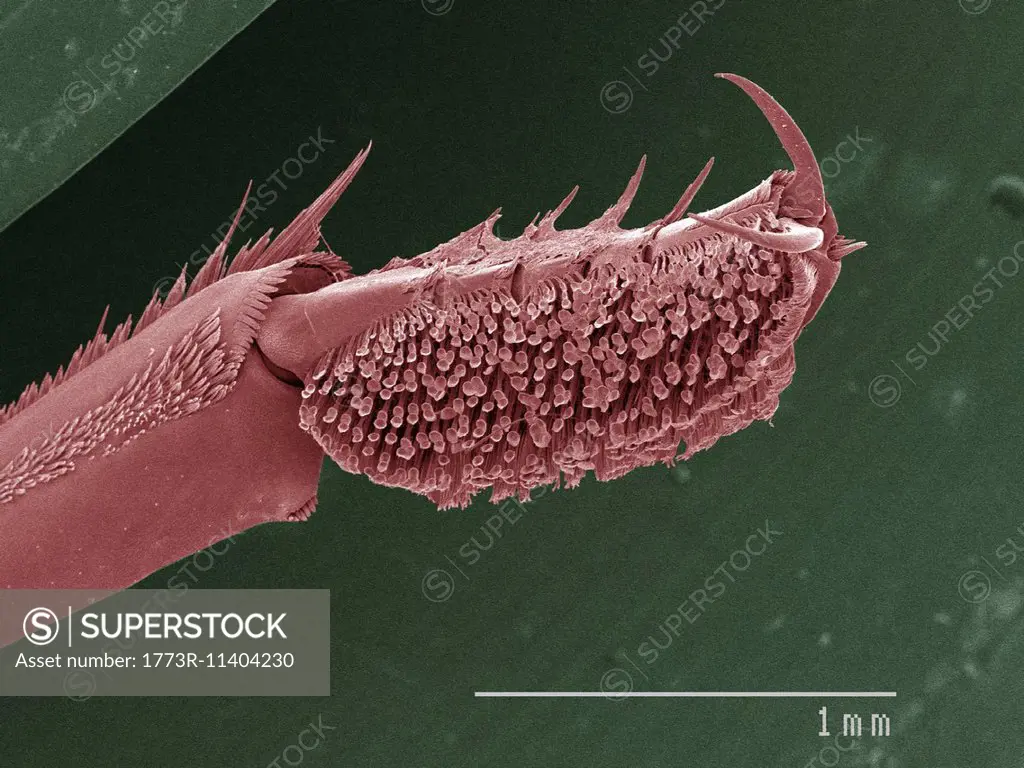 Coloured SEM of whirligig beetle front leg