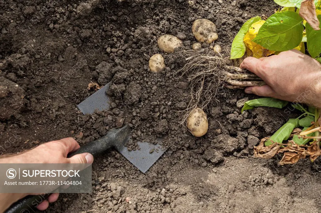 Mature man digging up potatoes from garden