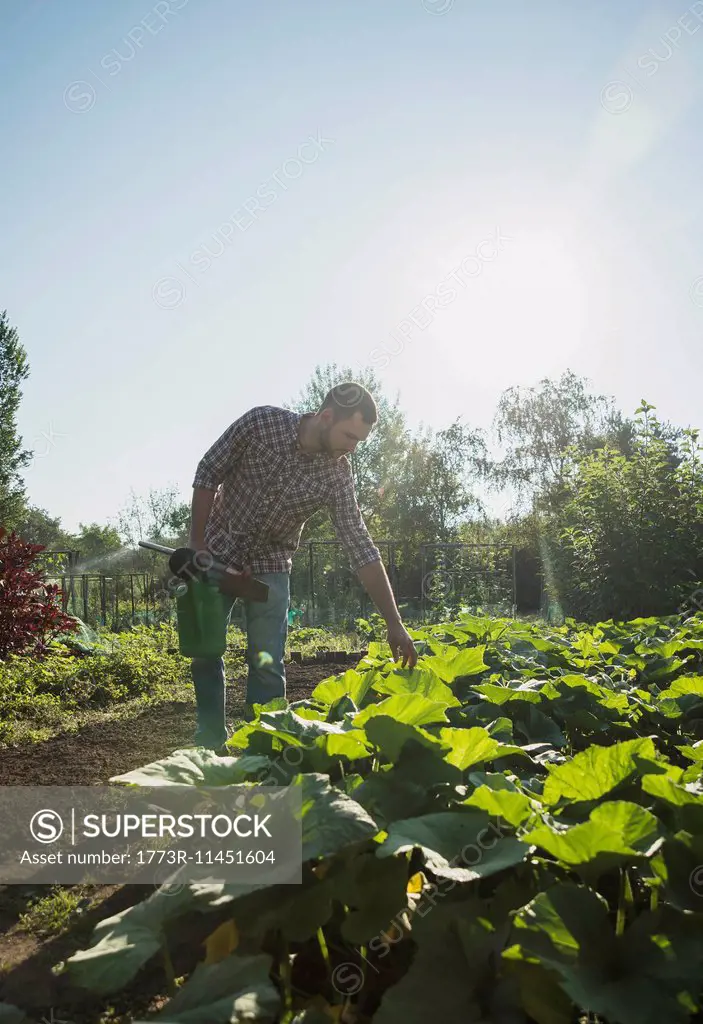 Gardener holding hoe and watering can tending to courgette patch