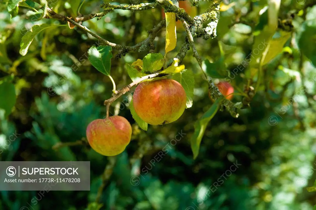 Two ripe apples on tree in fruit orchard