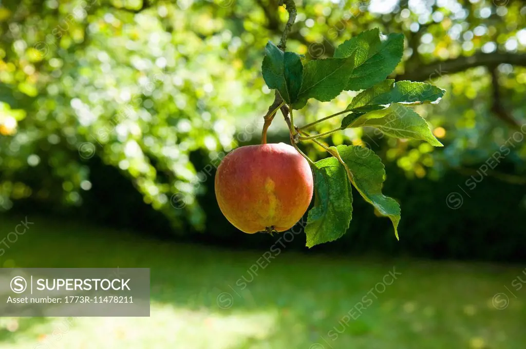 Ripe apple on tree in fruit orchard
