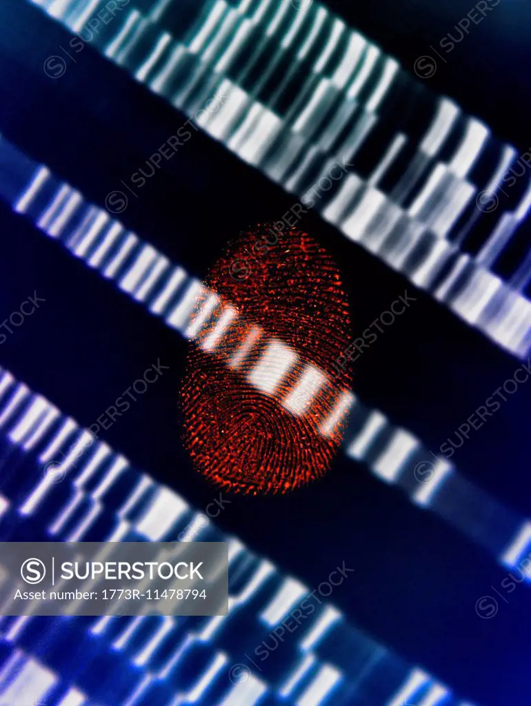Human fingerprint placed on DNA gel illustrating genetic engineering