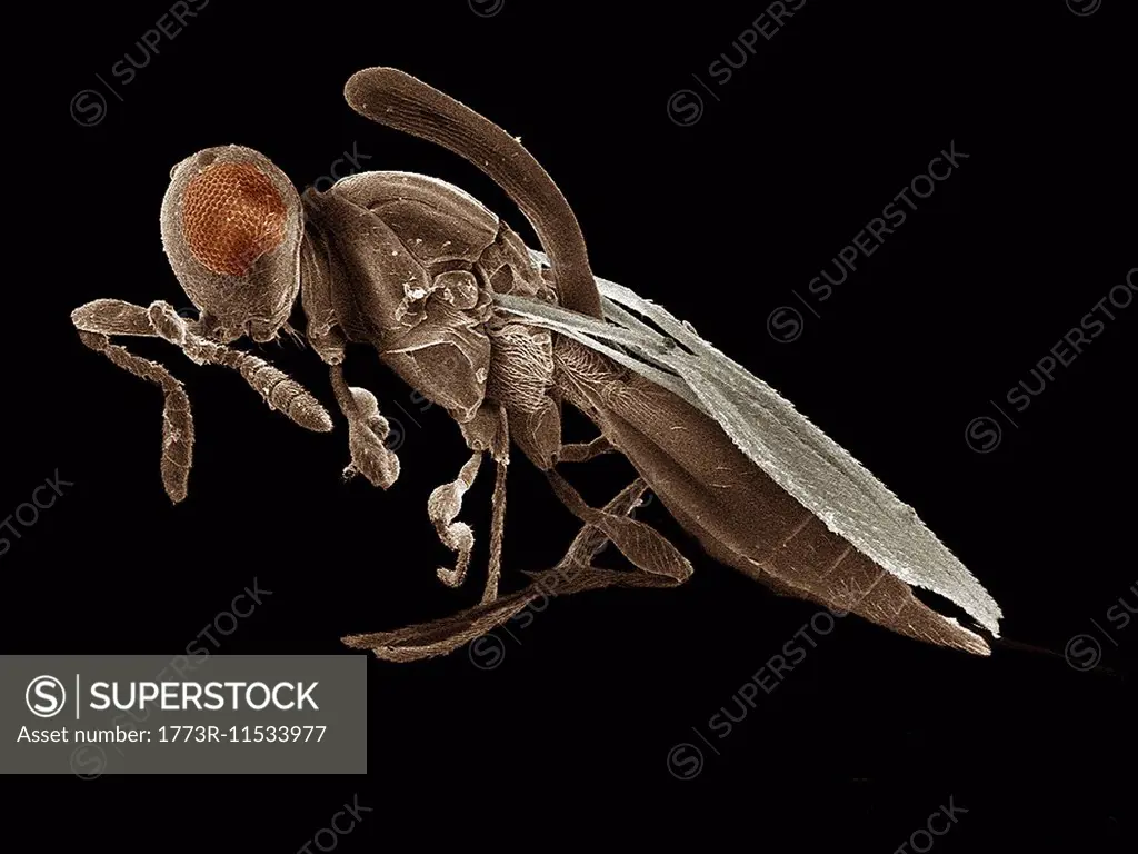 Parasitic wasp, Inostemma SEM