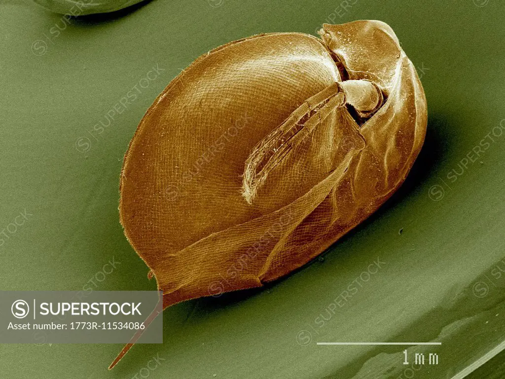 Daphnia sp., Crustacea SEM