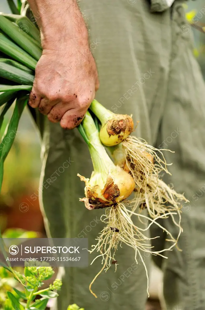 Man holding freshly picked onions, focus on hands