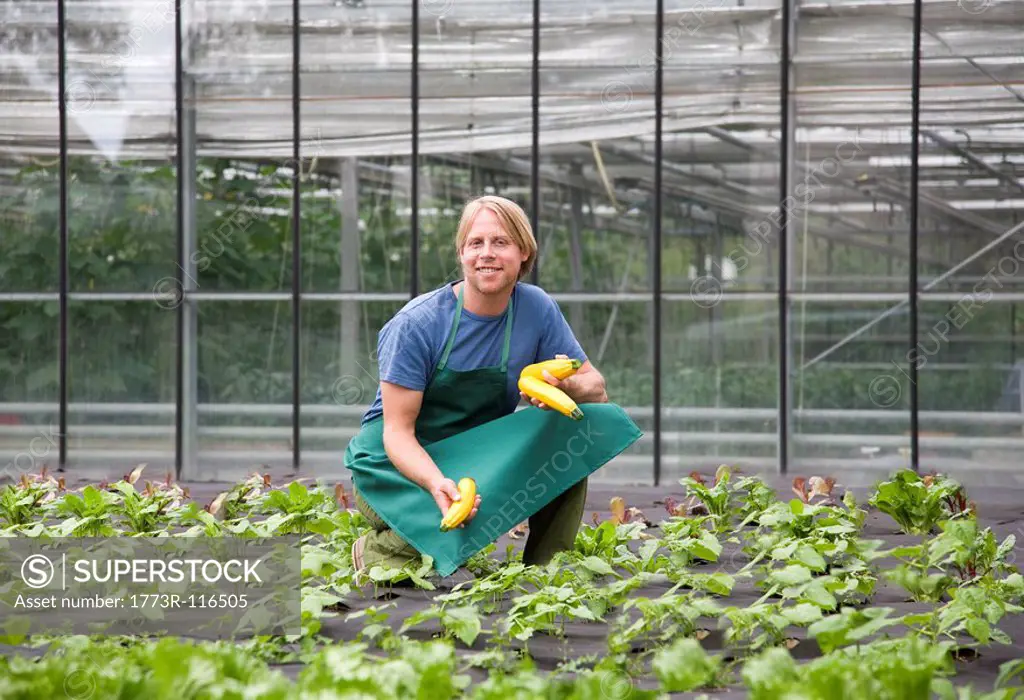 man harvesting yellow zucchini