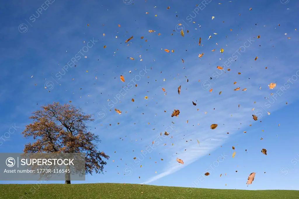 oak tree on hill, falling leaves, autumn