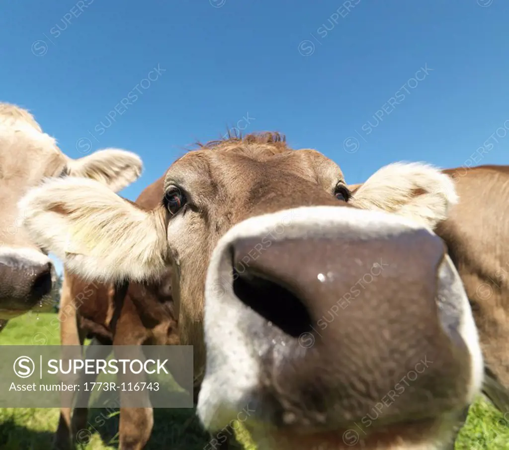 Cows in field, close_up