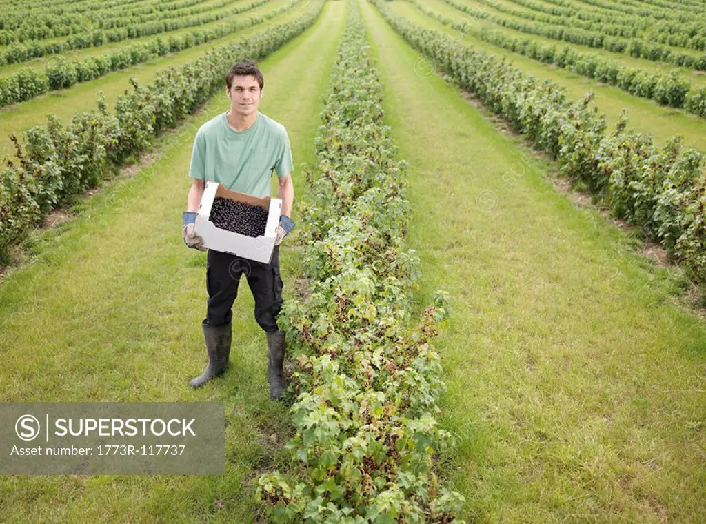 Man With Box Of Harvested Blackcurrants