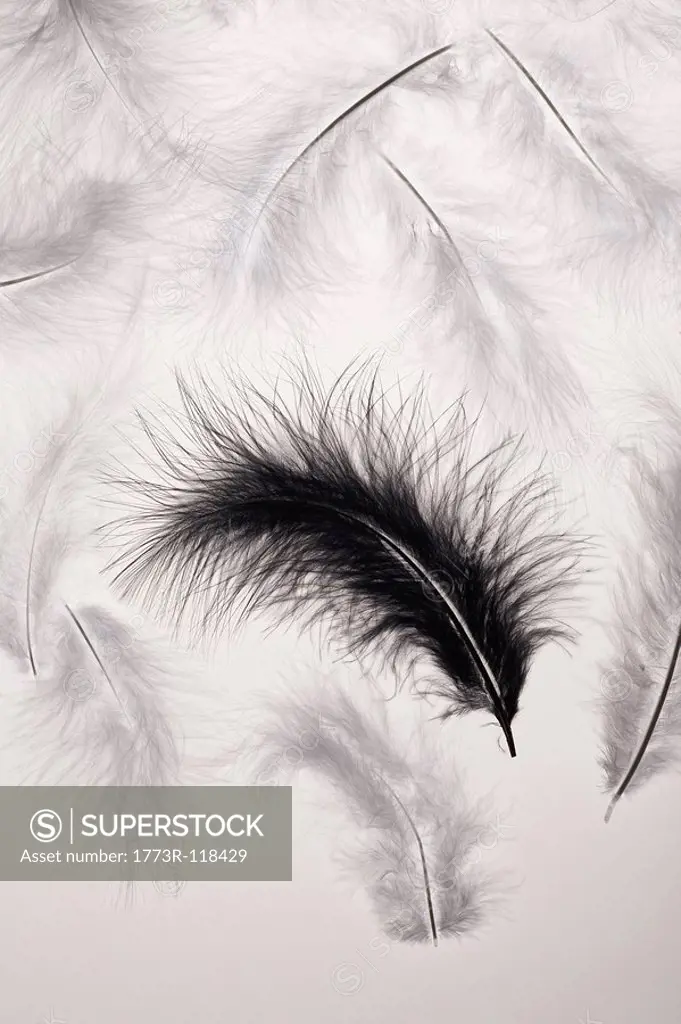 Black and white feathers
