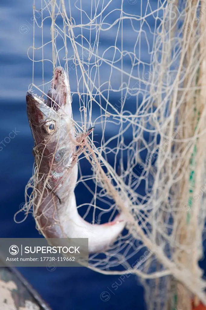 fish in netting
