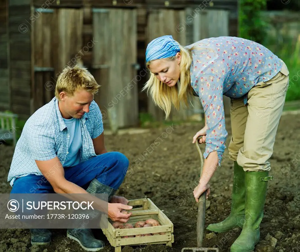 A couple working in a vegetable garden