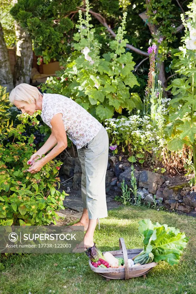 mature woman picking raspberries