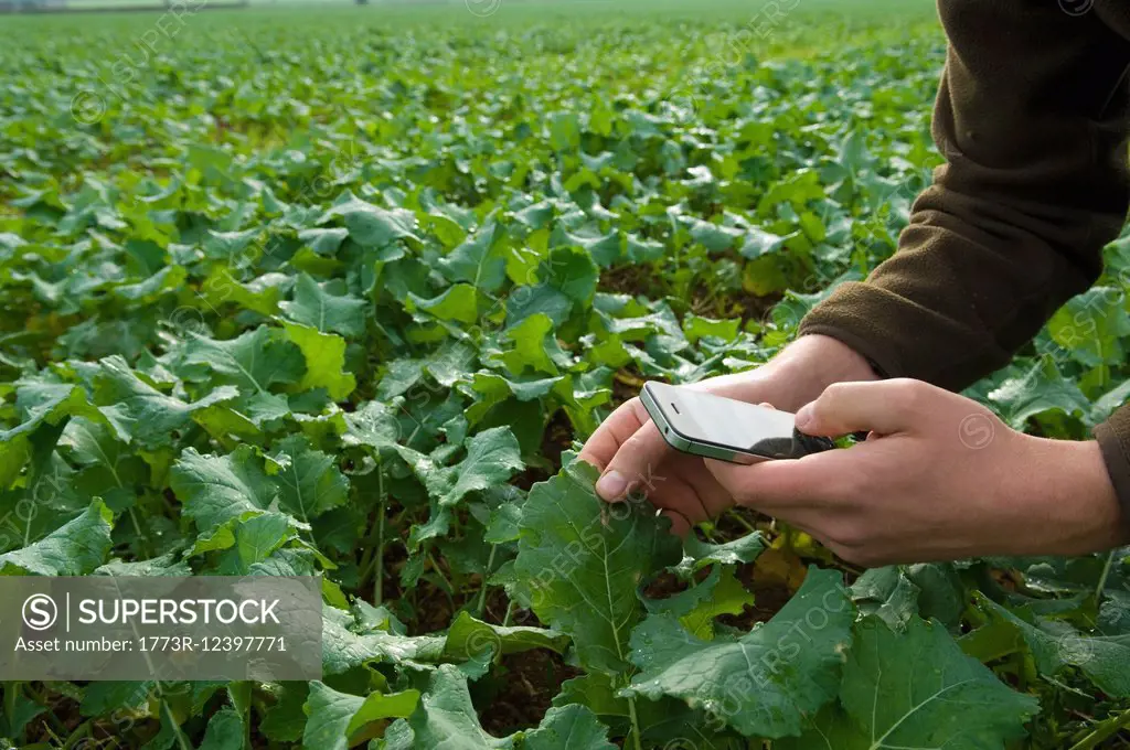 Farmer using smartphone to monitor field crop