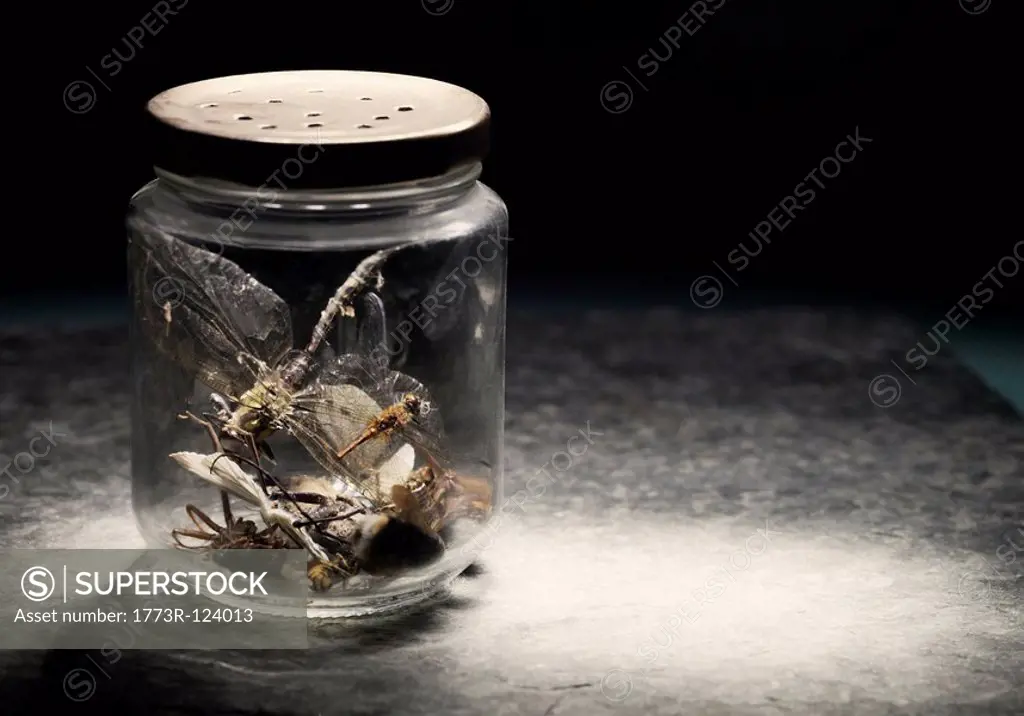 Insects in jar