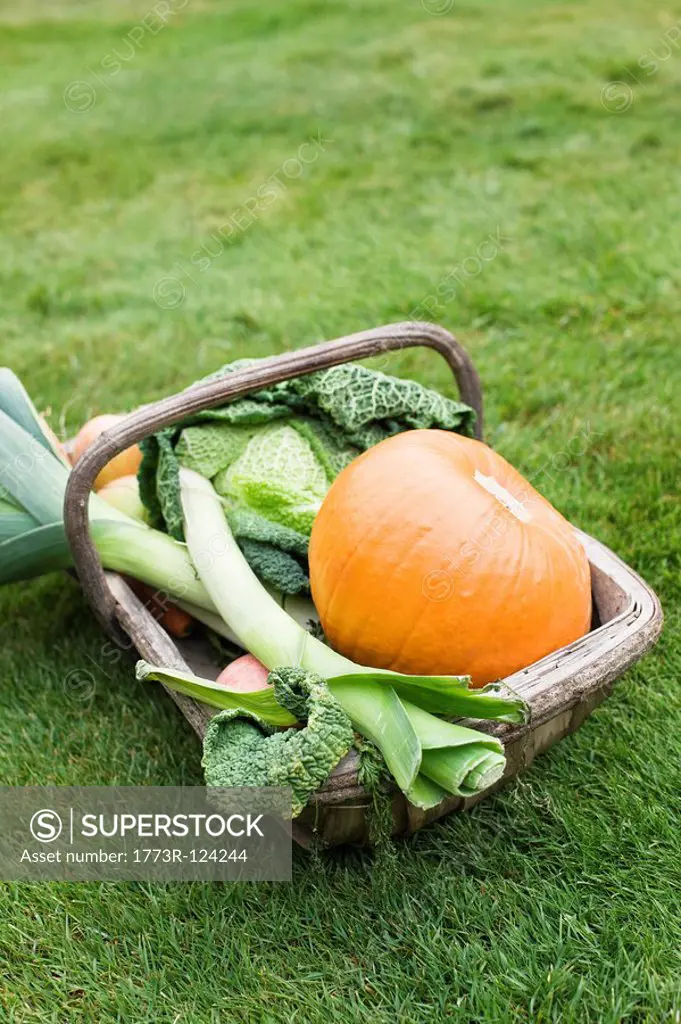 Basket of winter vegetables