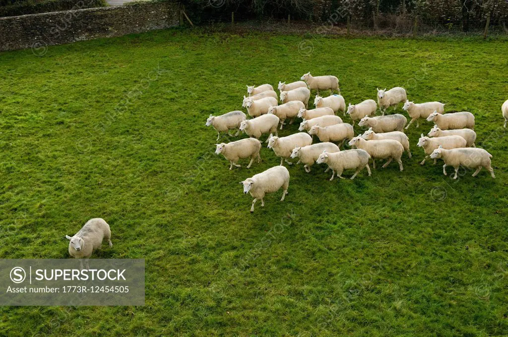 Flock of sheep following single sheep