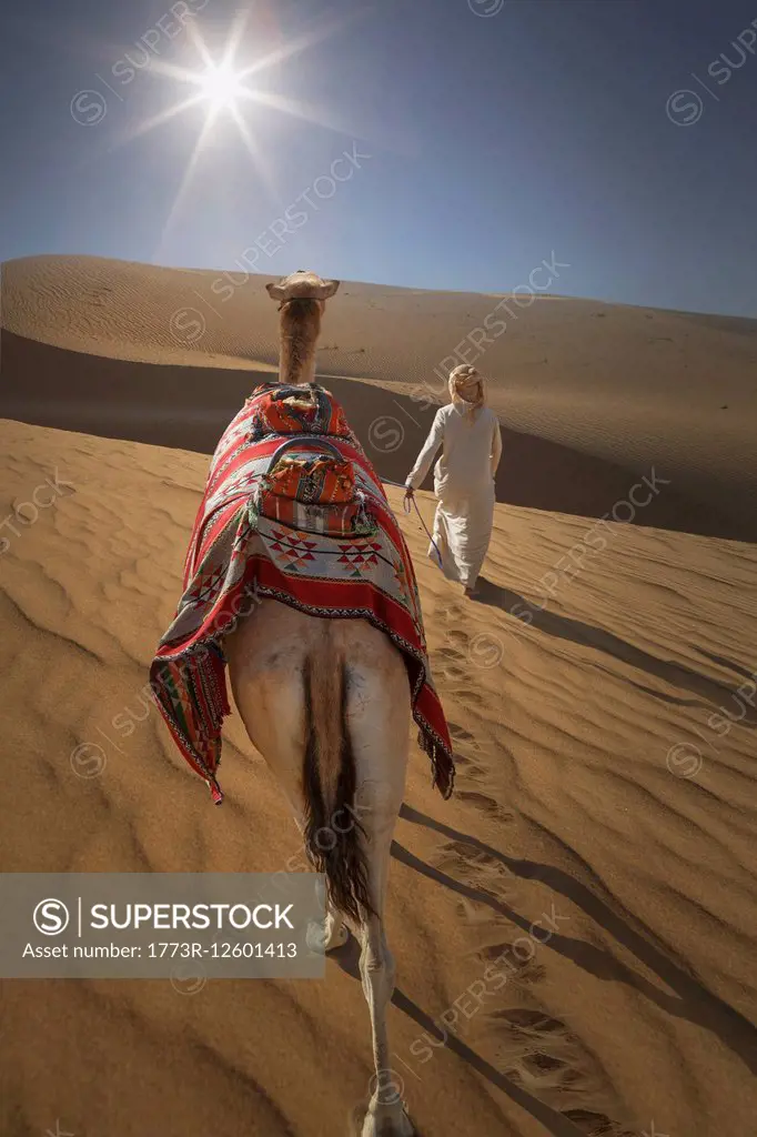 Rear view of bedouin leading camel in desert, Dubai, United Arab Emirates