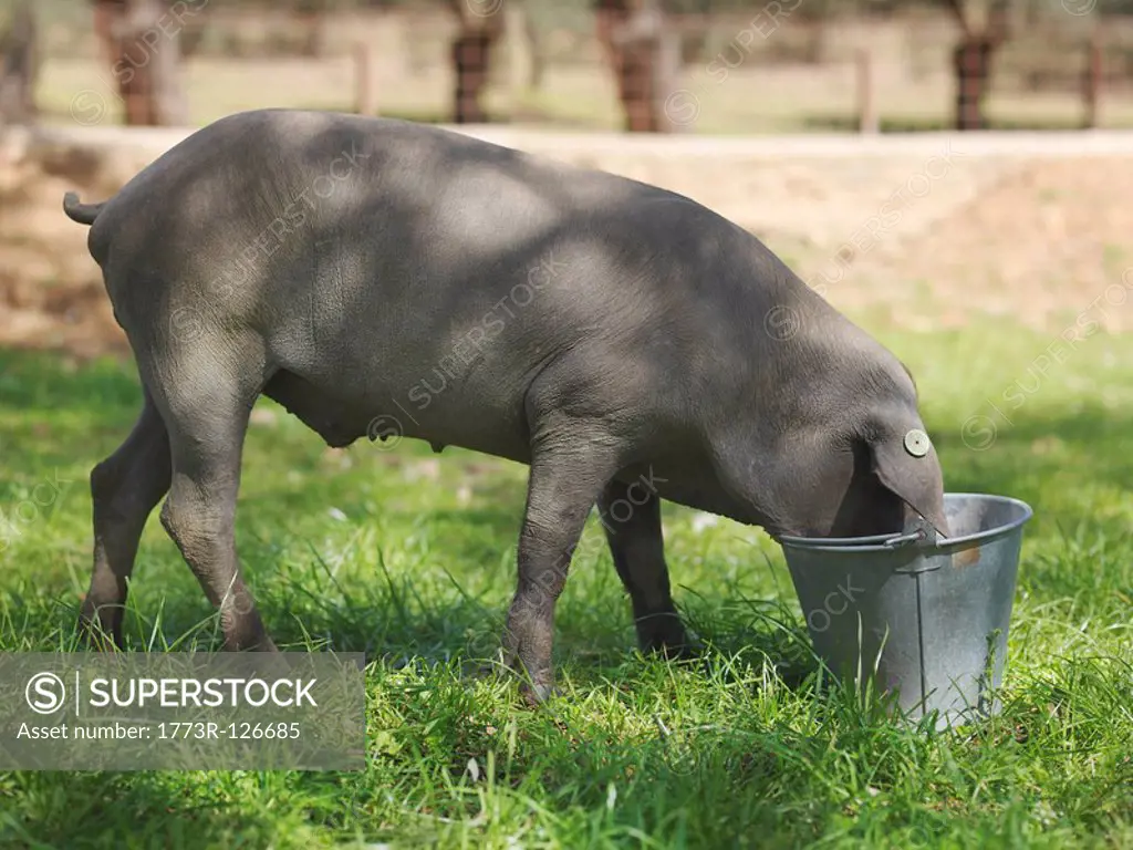 Iberico pig eating with head in bucket