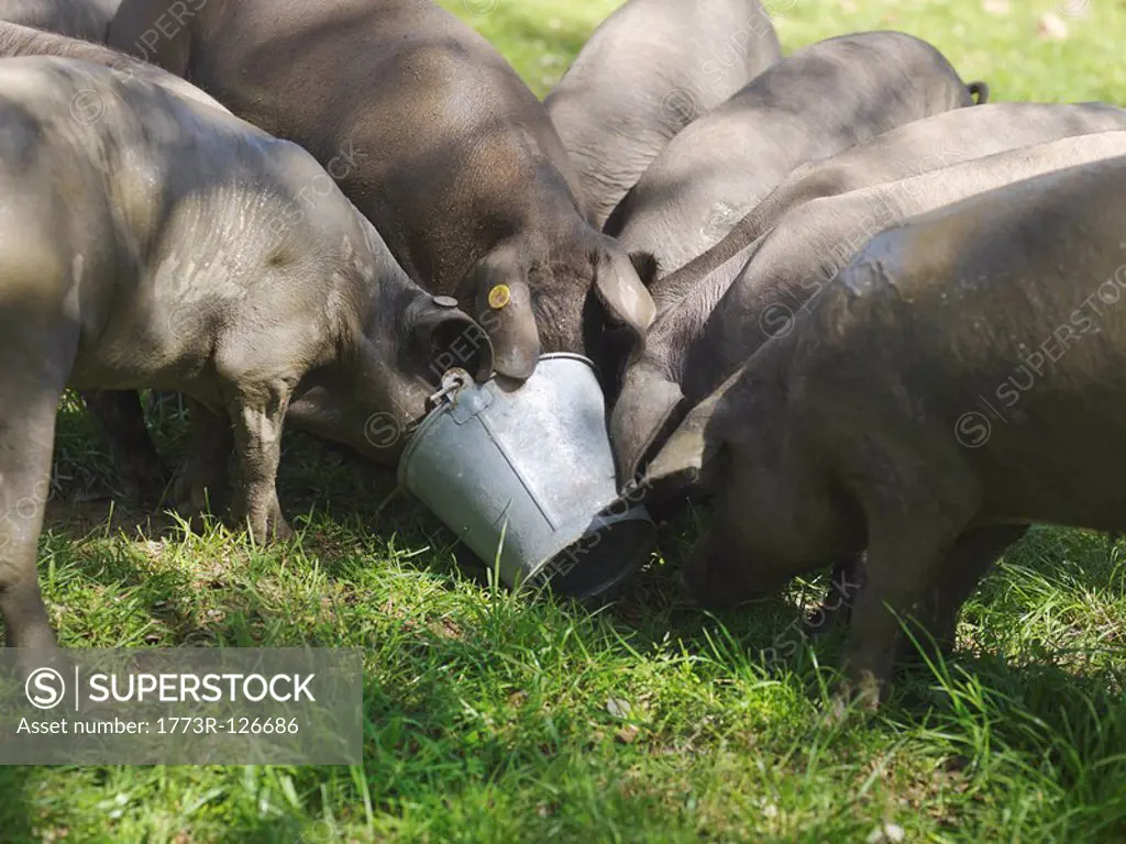 Iberico pigs eating from bucket