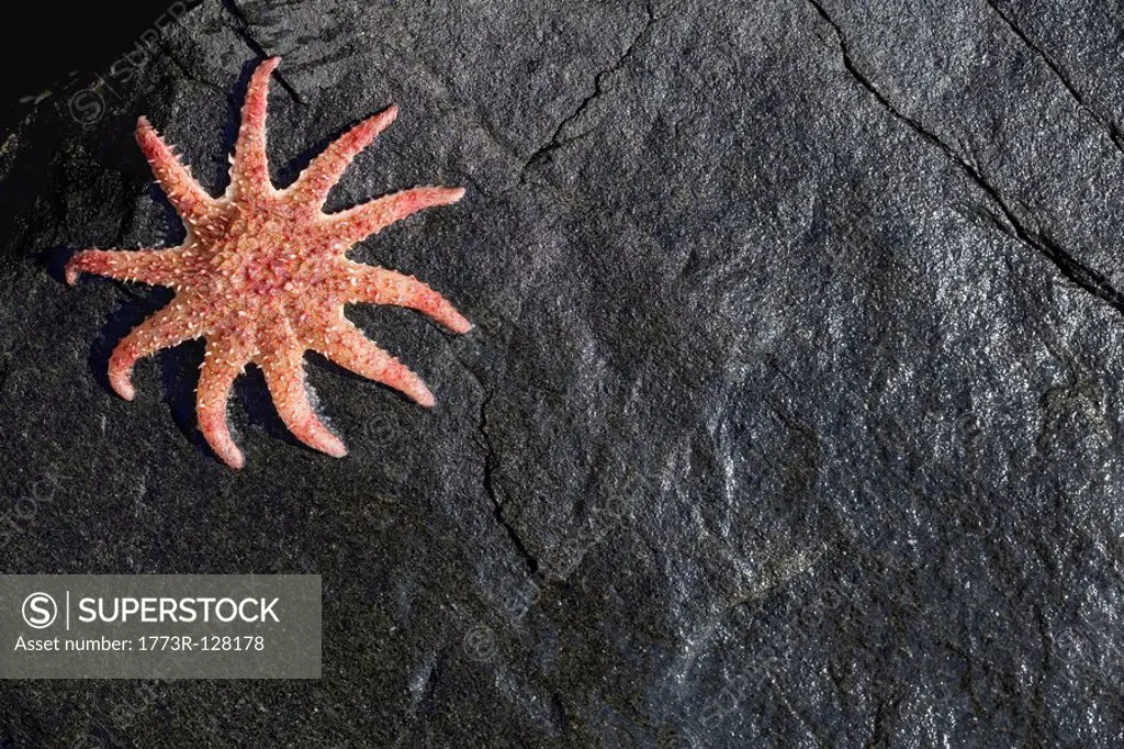 Star fish on a wet rock