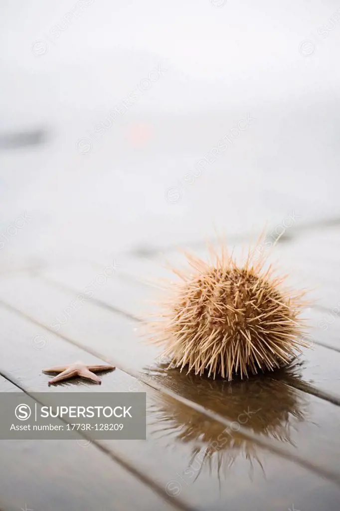 Sea star and Sea urchin on a pier