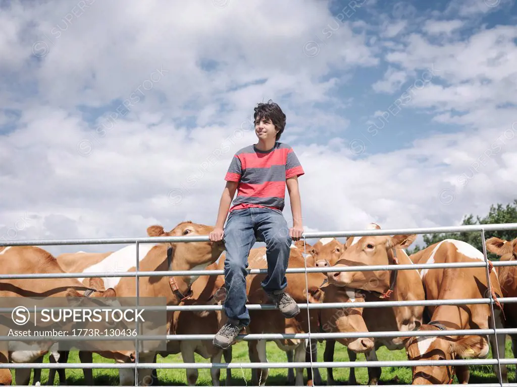 Boy with Guernsey cows