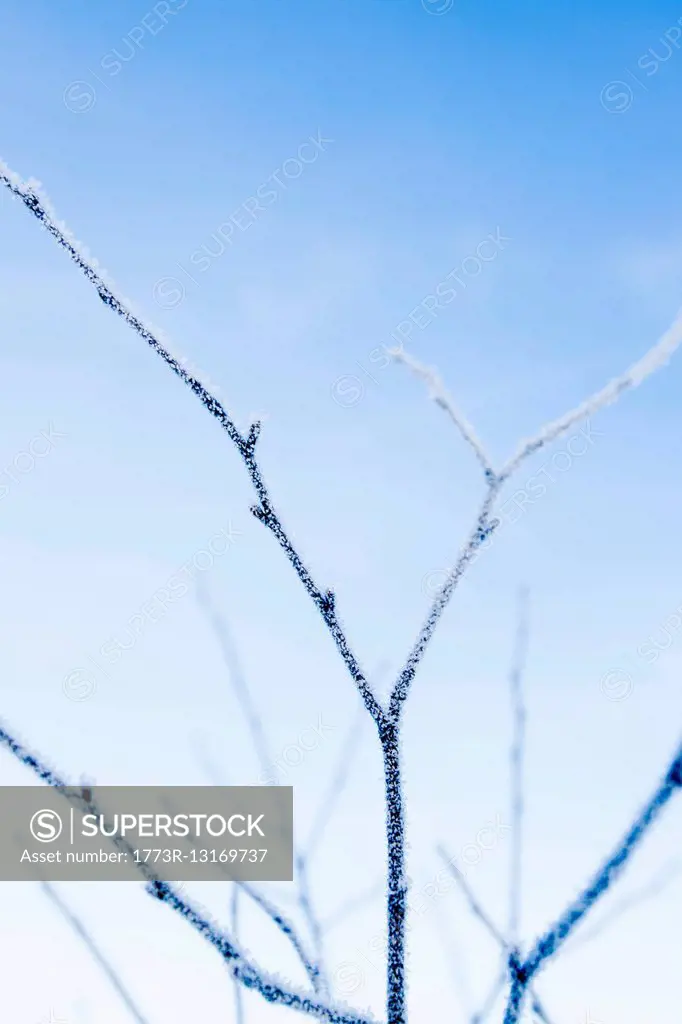 Hoar frost on twig against blue sky