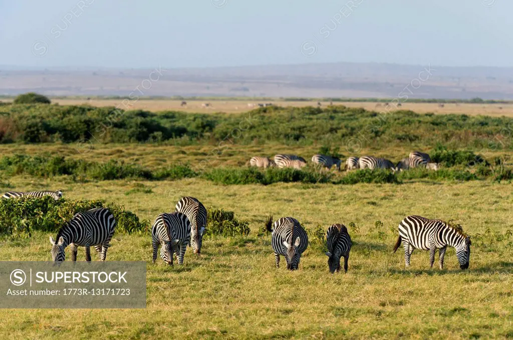 Common zebras (Equus quagga), Amboseli National Park, Kenya, Africa