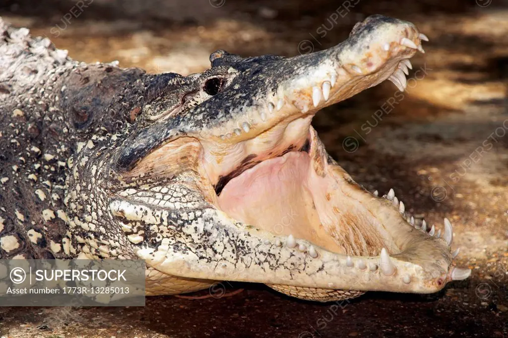 Crocodile, close-up