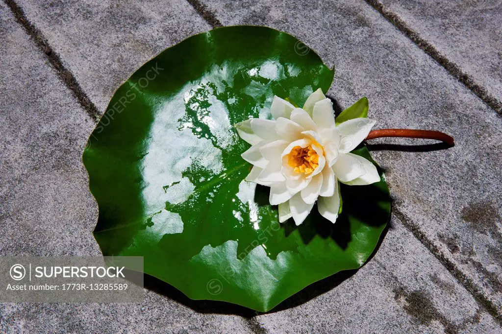 Water lily flower on lily pad