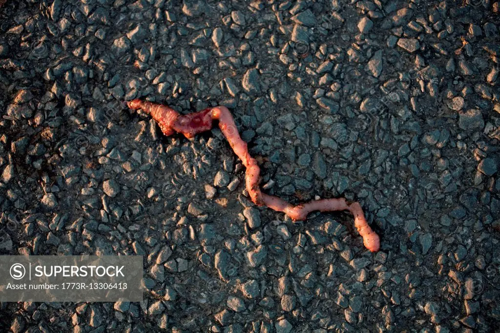 Squashed worm on asphalt