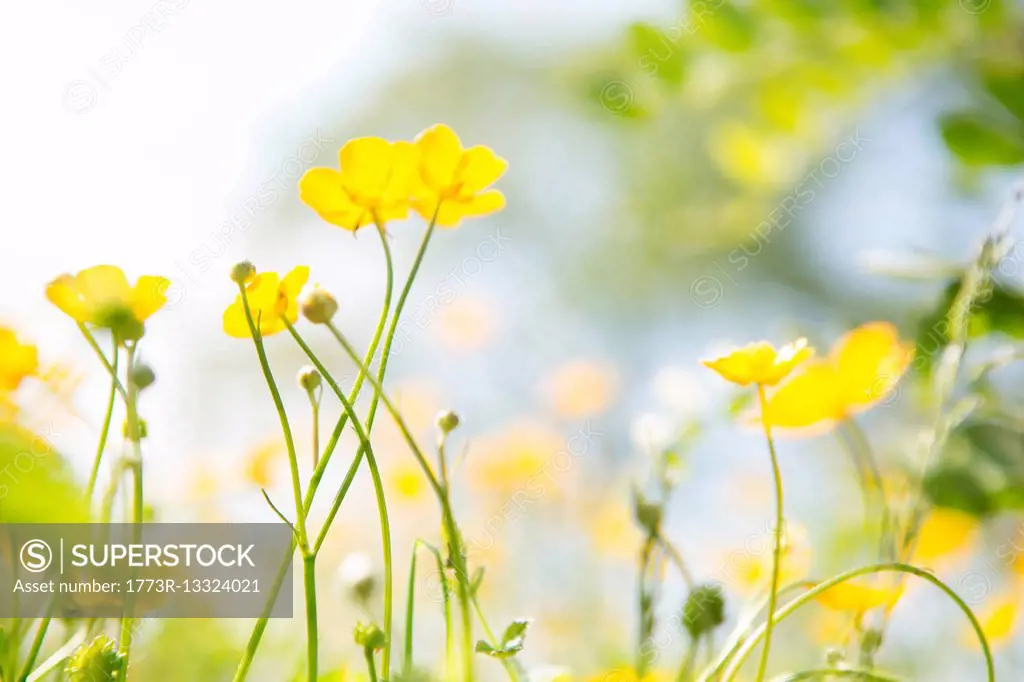 Close up of yellow buttercups