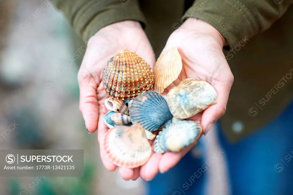 Woman's hands holding seashells, Devon, UK