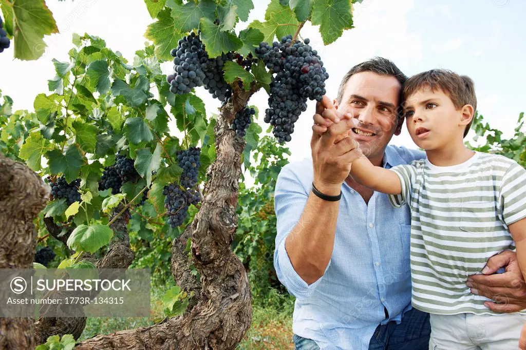 Father and son looking at grapes