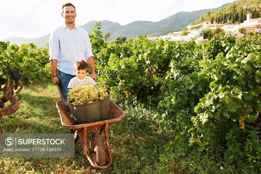 Father and son with grapes in vineyard