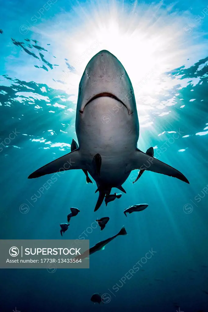 Large Oceanic Blacktip Shark (Carcharhinus Limbatus) swimming near surface of ocean, Aliwal Shoal, South Africa