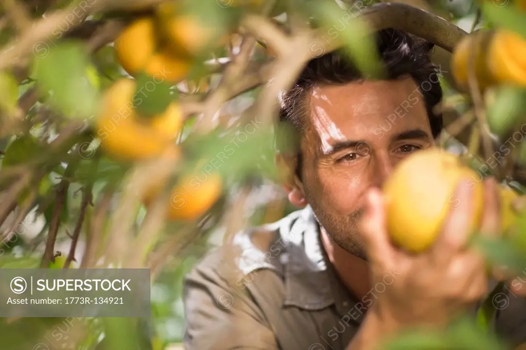 Man picking orange