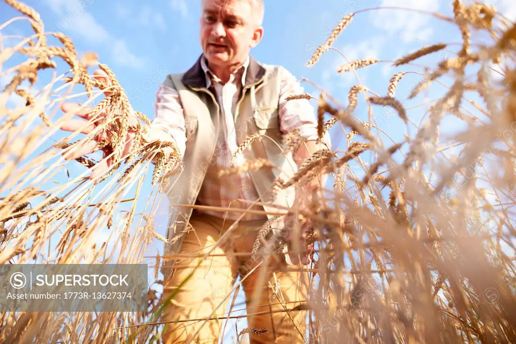 Farmer in wheat field quality checking wheat