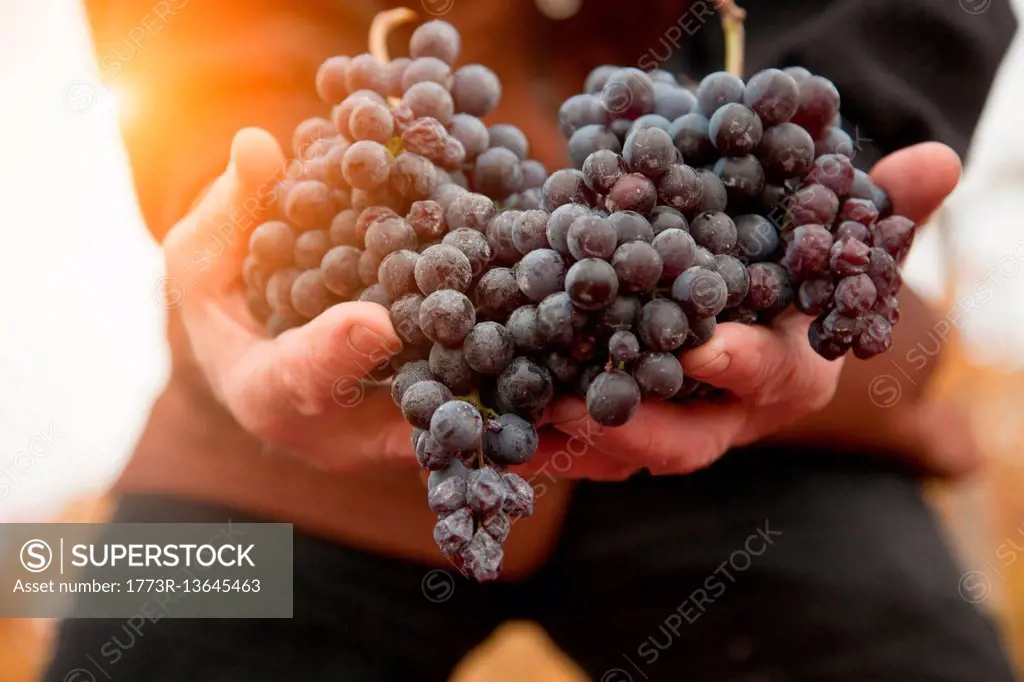 Worker with handful of red grapes of Nebbiolo, Barolo, Langhe, Cuneo, Piedmont, Italy