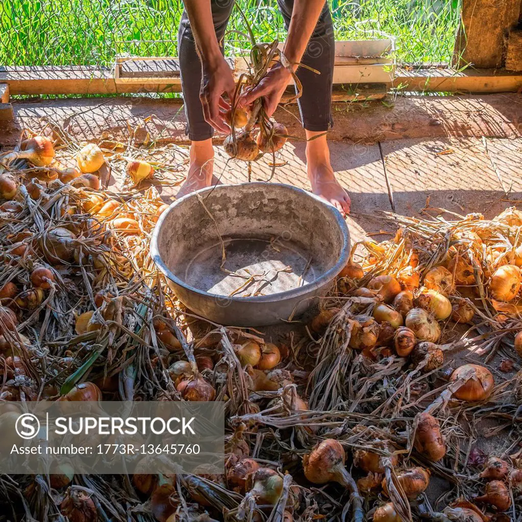 Cropped view of woman harvesting onions, Ural, Russia