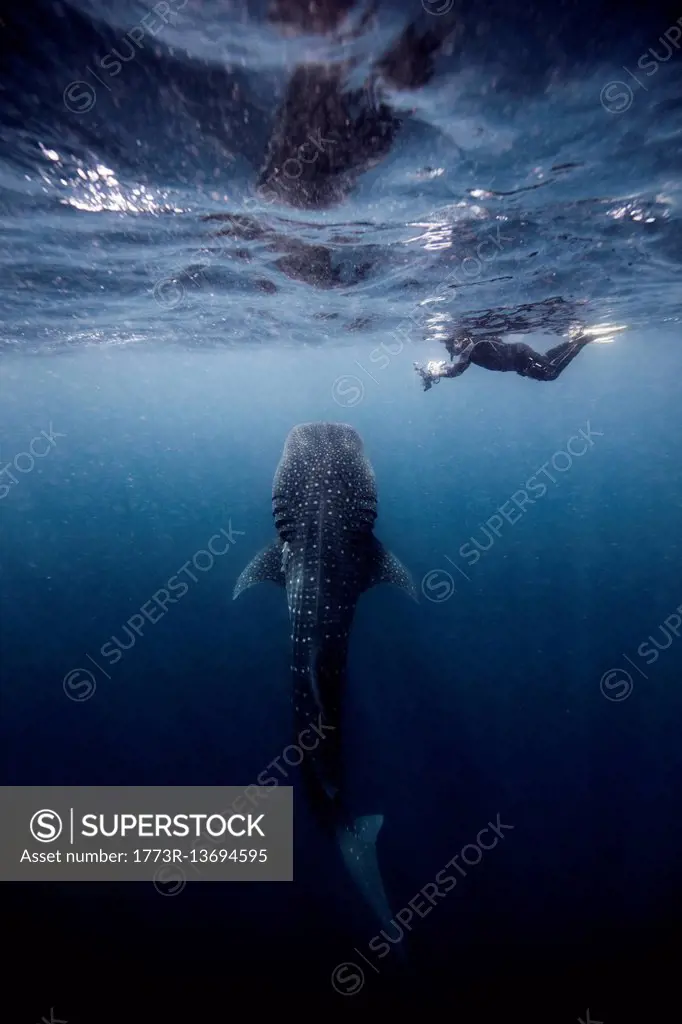 Diver swimming with Whale shark, underwater view, Cancun, Mexico
