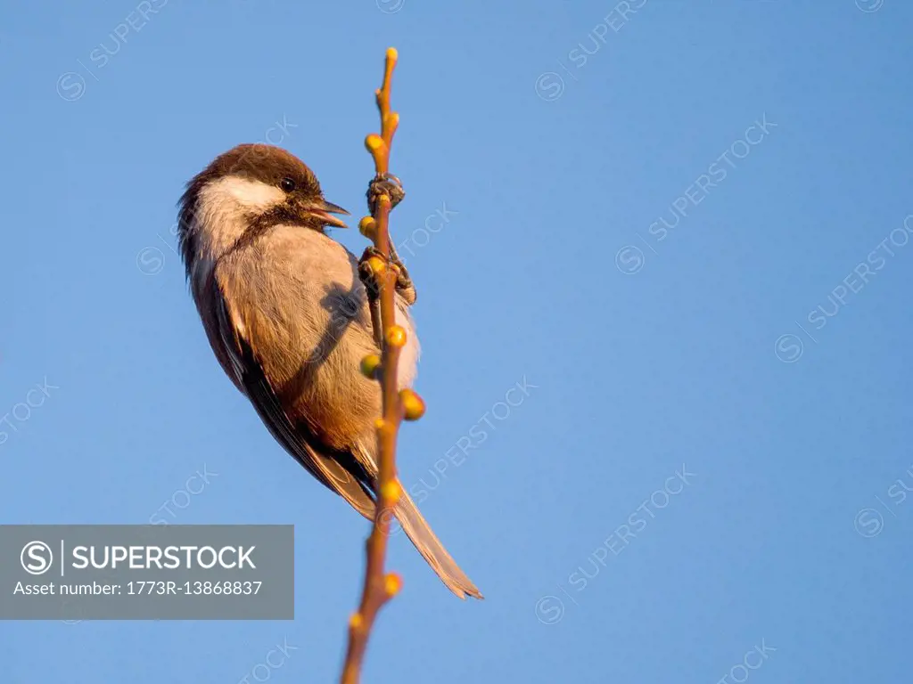 Chestnut-backed chickadee, Poecile rufescens
