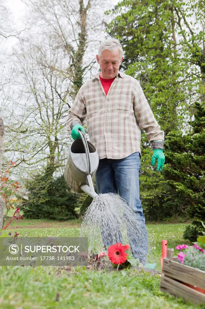 Older man watering flowers in backyard