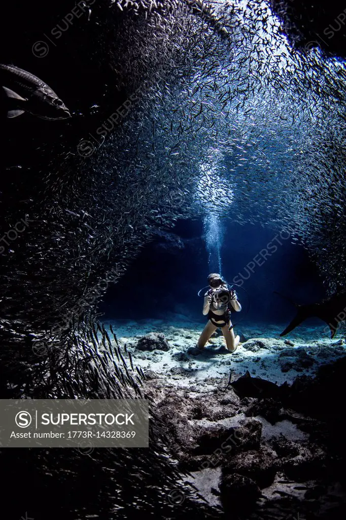 Diver photographing sealife