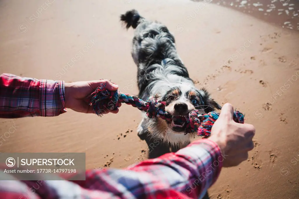Man and dog playing with rope on beach, personal perspective